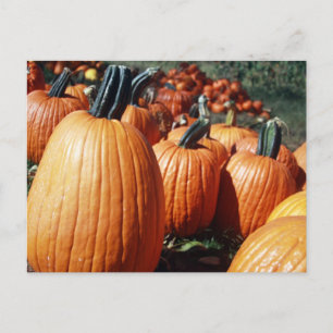 Pumpkins Postcard