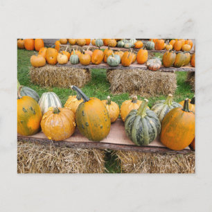 Pumpkins Postcard