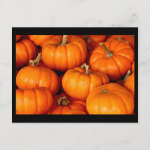 Pumpkins Postcard