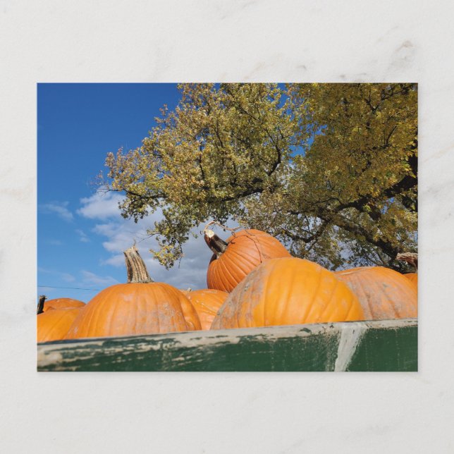 Pumpkins Postcard (Front)