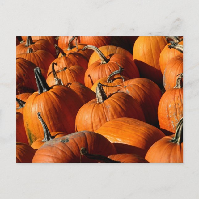 Pumpkins Postcard (Front)