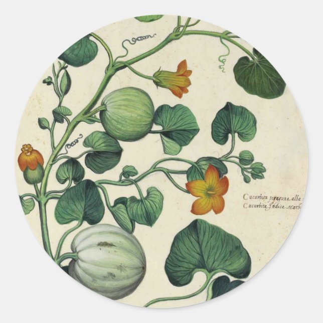 Pumpkins Squash Vintage Botanical Print Classic Round Sticker (Front)