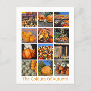 Pumpkins, Squashes And Gourds Postcard