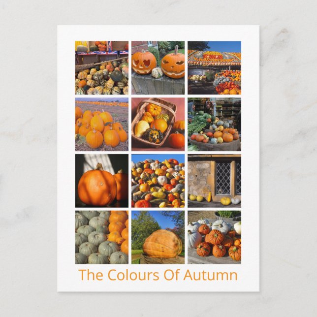 Pumpkins, Squashes And Gourds Postcard (Front)