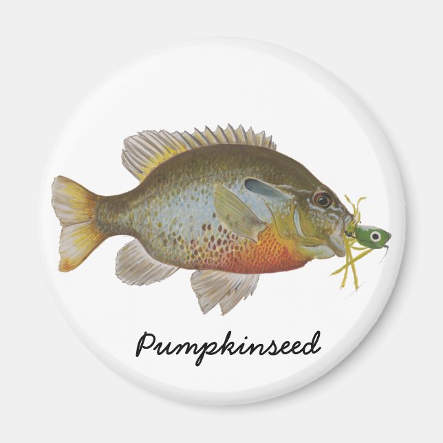 Pumpkinseed Magnet (Front)
