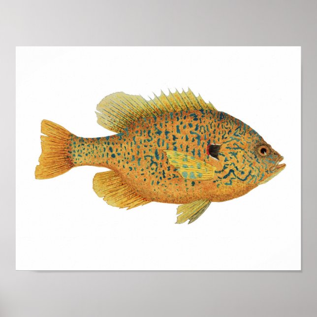 Pumpkinseed Sunfish Art Poster (Front)