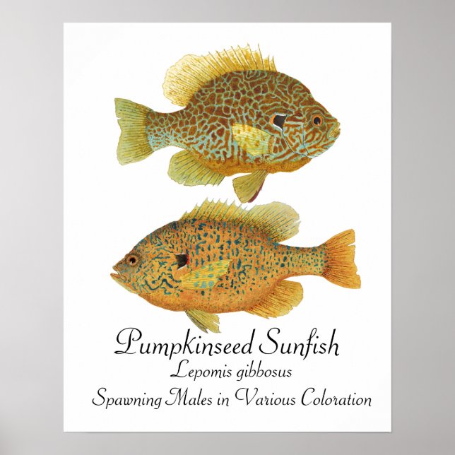 Pumpkinseed Sunfish Art Poster (Front)