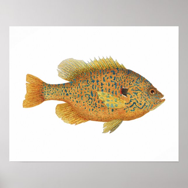 Pumpkinseed Sunfish artwork Poster (Front)