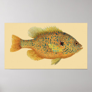 Pumpkinseed Sunfish on Colour Background Poster