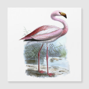 Puna Flamingo Vintage Illustration
