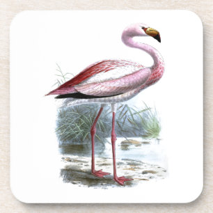 Puna Flamingo Vintage Illustration Coaster