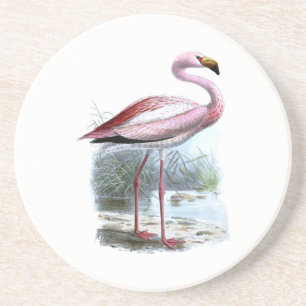 Puna Flamingo Vintage Illustration Coaster