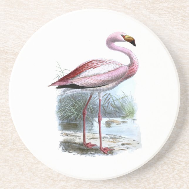 Puna Flamingo Vintage Illustration Coaster (Front)