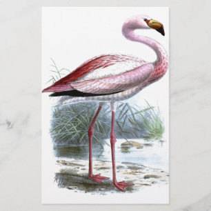 Puna Flamingo Vintage Illustration Stationery