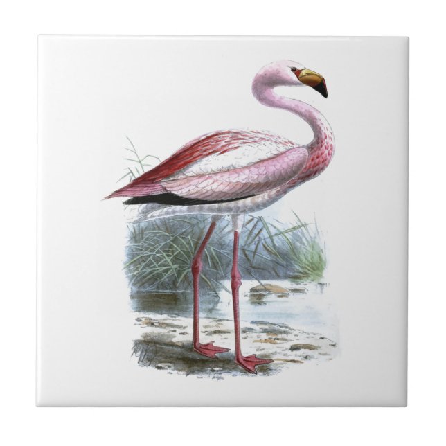Puna Flamingo Vintage Illustration Tile (Front)