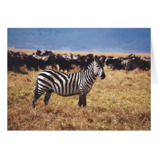 Pundamilia (Zebra)