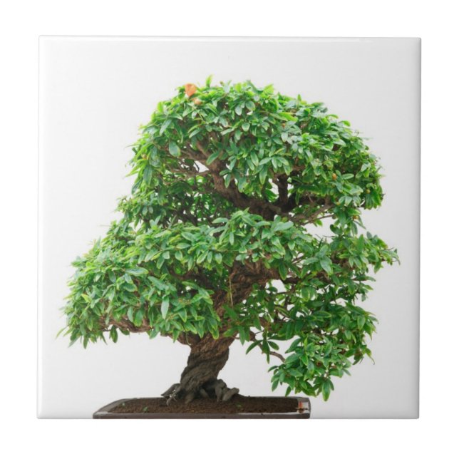 Punica Granatum bonsai tree Tile (Front)