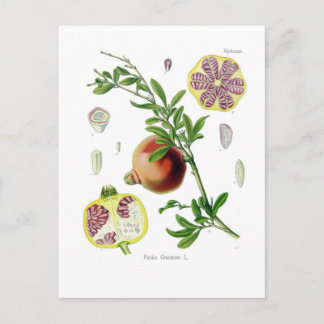 Punica granatum (Pomegranate) Postcard