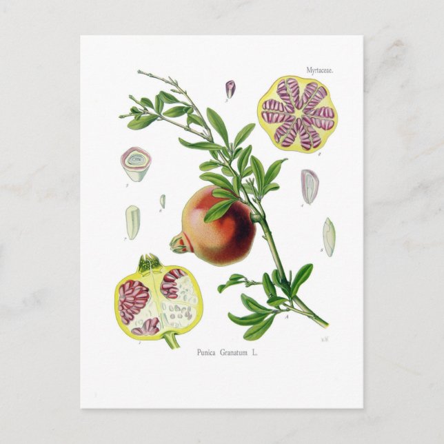 Punica granatum (Pomegranate) Postcard (Front)