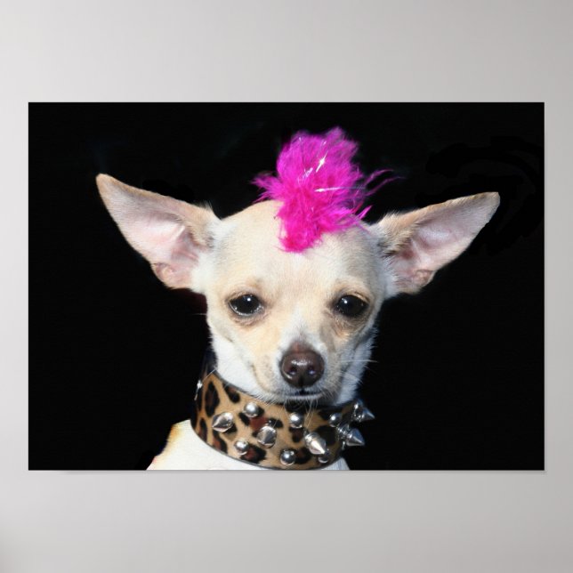 Punk Chihuahua Poster (Front)