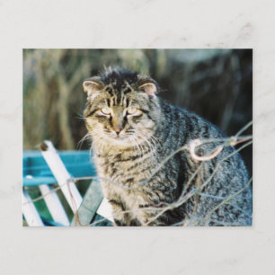 Punk Rock Feral Tom Cat Invitations