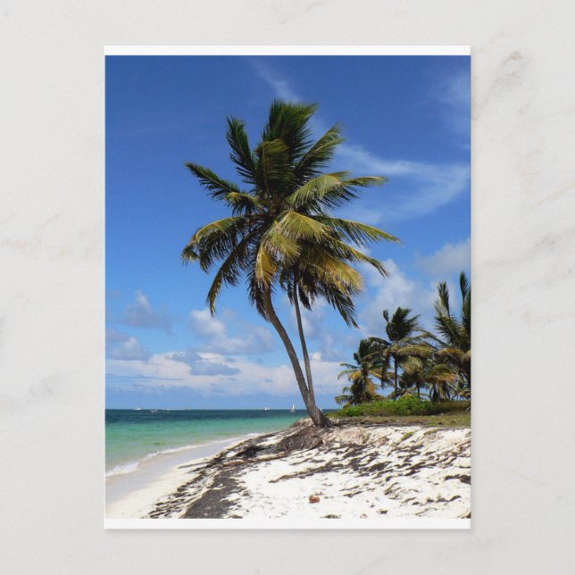 Punta Cana, Dominican Republic, coconut palm tree Postcard (Front)