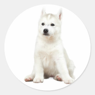 "Pup Perfection - Adorable Dog Stickers