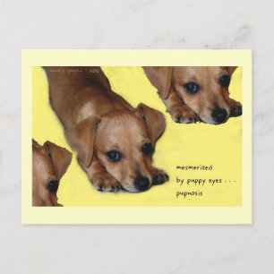 Pupnosis Haiku Art Postcard - Collectable Postcard