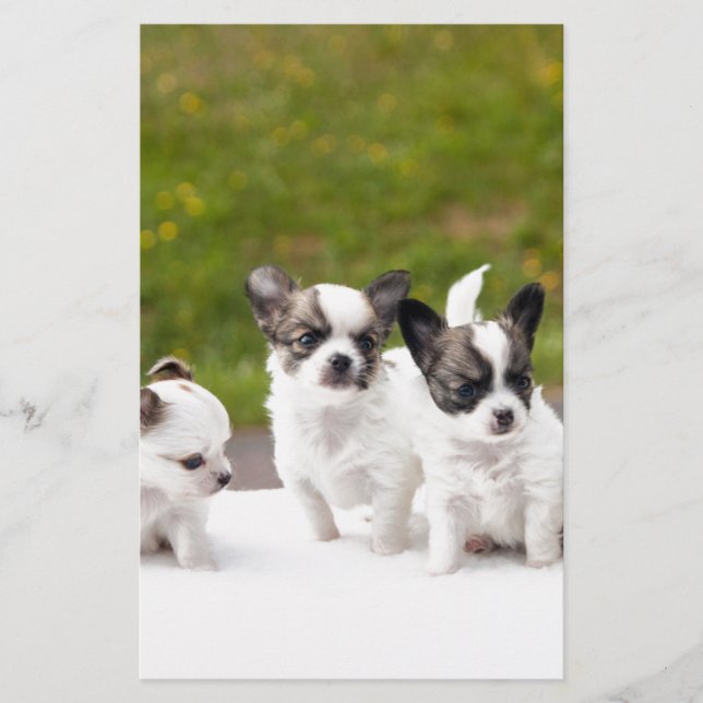 puppies-453532.jpg (Front)
