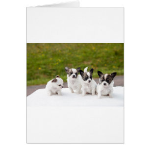 puppies-453532.jpg