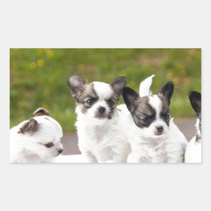 puppies-453532.jpg rectangular sticker