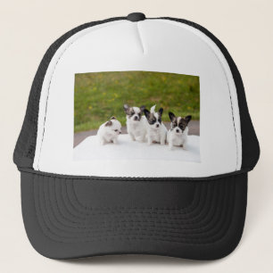 puppies-453532.jpg trucker hat