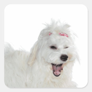 Puppies Cute Maltese Dog Square Sticker