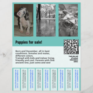 puppies for sale flyer template QR code