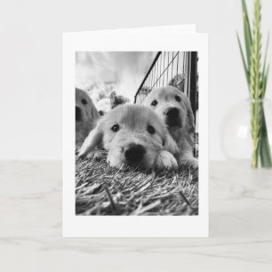 Puppies in the Grass Blank Note Card