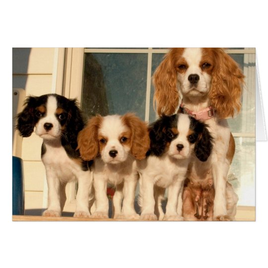 Puppies on the Porch