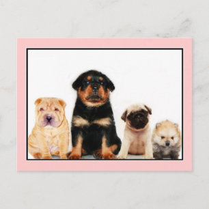 Puppies postcard