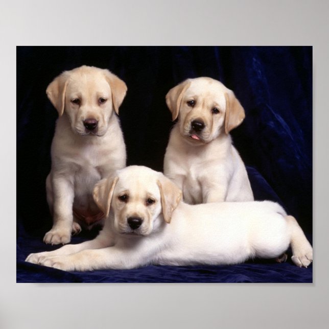 Puppies Poster (Front)