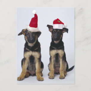 Puppies with santa hats holiday postcard