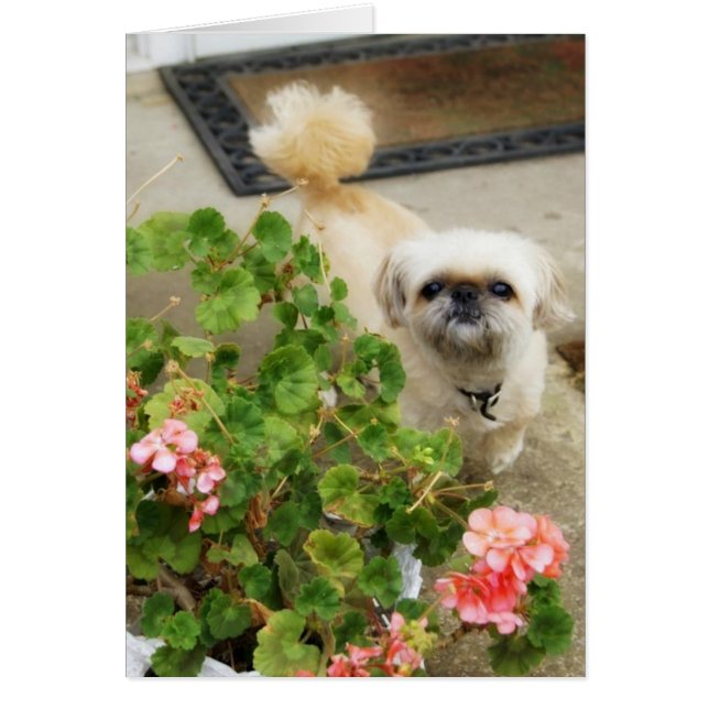 Pupply Luv (Front)