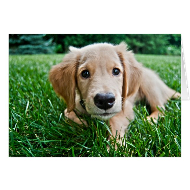 Puppy (Front Horizontal)