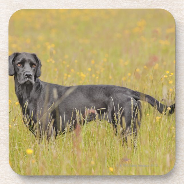 Puppy 16 Months Coaster (Front)