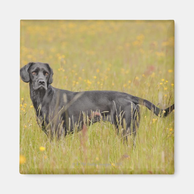 Puppy 16 Months Magnet (Front)