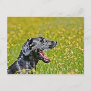 Puppy 16 Months Postcard