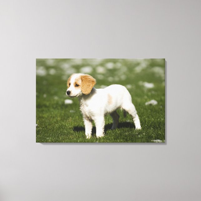 Puppy 3 canvas print (Front)