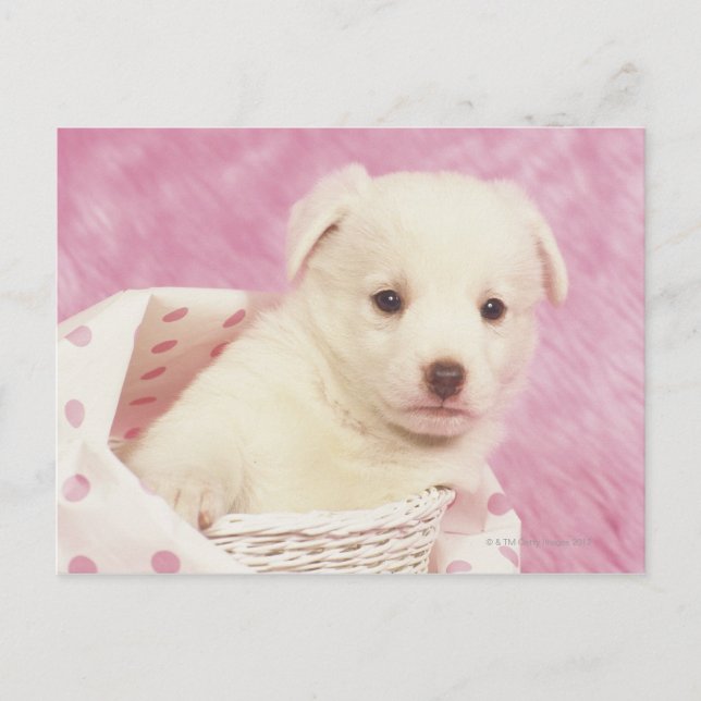 Puppy 5 postcard (Front)