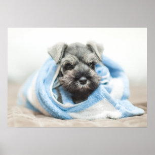 Puppy After Bath Poster