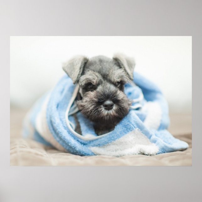 Puppy After Bath Poster (Front)