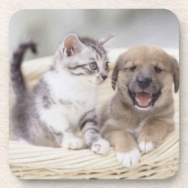 Puppy and Baby Cat Coaster (Front)