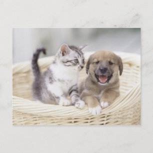 Puppy and Baby Cat Postcard